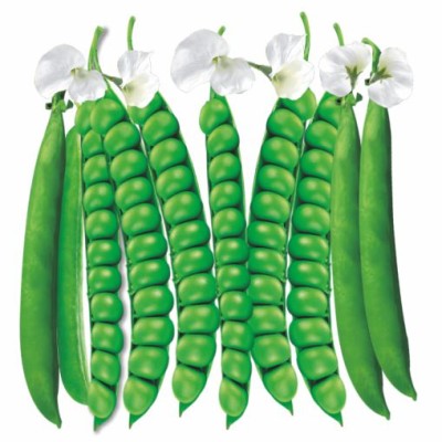 IMP. PEAS BS-10 GOLD